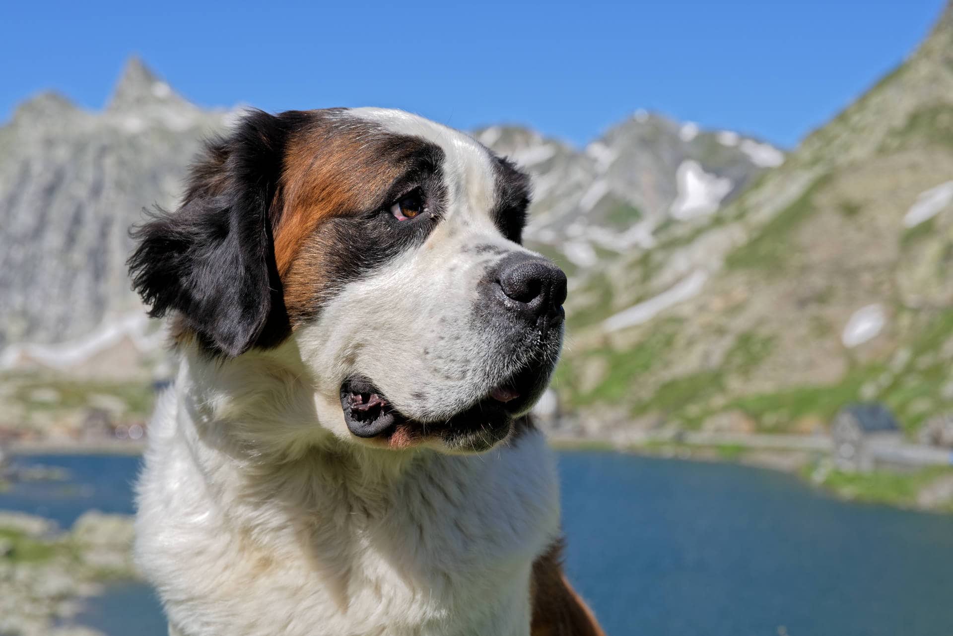 Chien Saint-Bernard